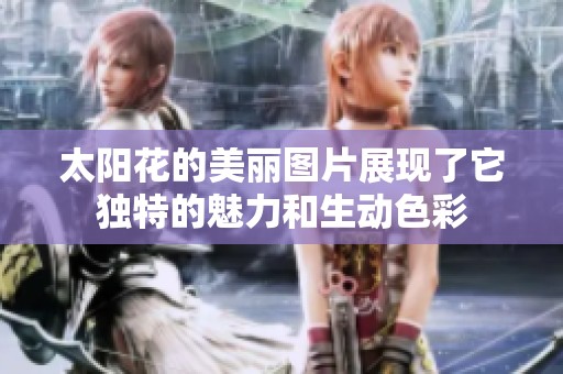 太阳花的美丽图片展现了它独特的魅力和生动色彩