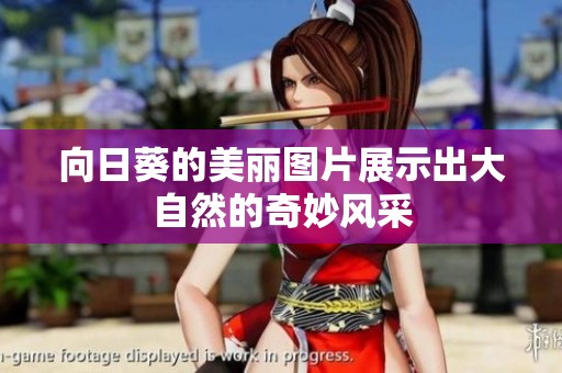 向日葵的美丽图片展示出大自然的奇妙风采